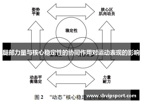 腿部力量与核心稳定性的协同作用对运动表现的影响