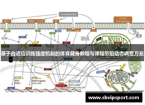 基于自适应训练强度机制的体育健身教程与课程节拍动态调整方案